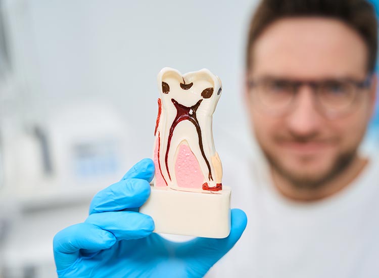 dentist holding a tooth model
