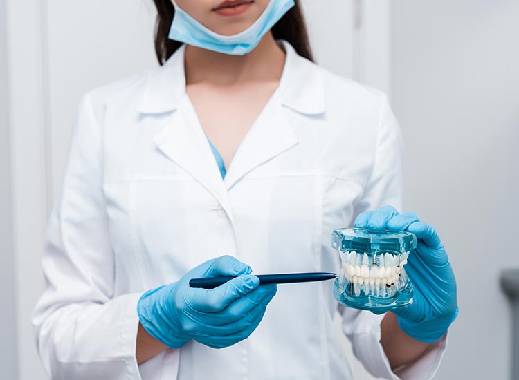 dentist showing mouth model
