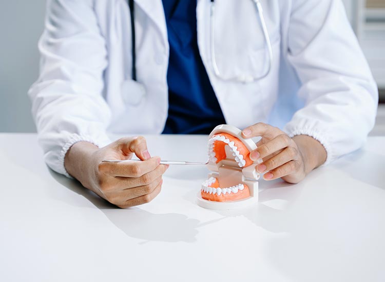 Dentist demonstrating oral care with dental model and tool
