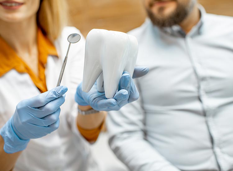 dentist with dental tools and tooth model